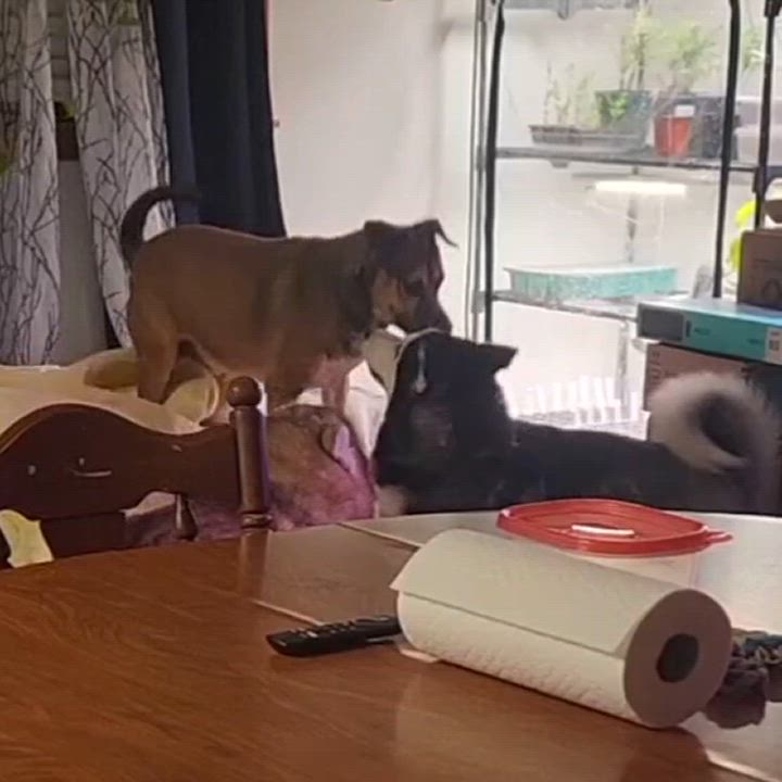 Enlarge Thor, a Adopted Husky in Pelham, NH video 3/6