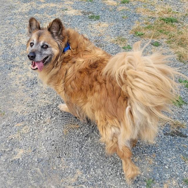 BLAZE, Adoptable, Senior Male German Shepherd Dog & Mixed Breed.