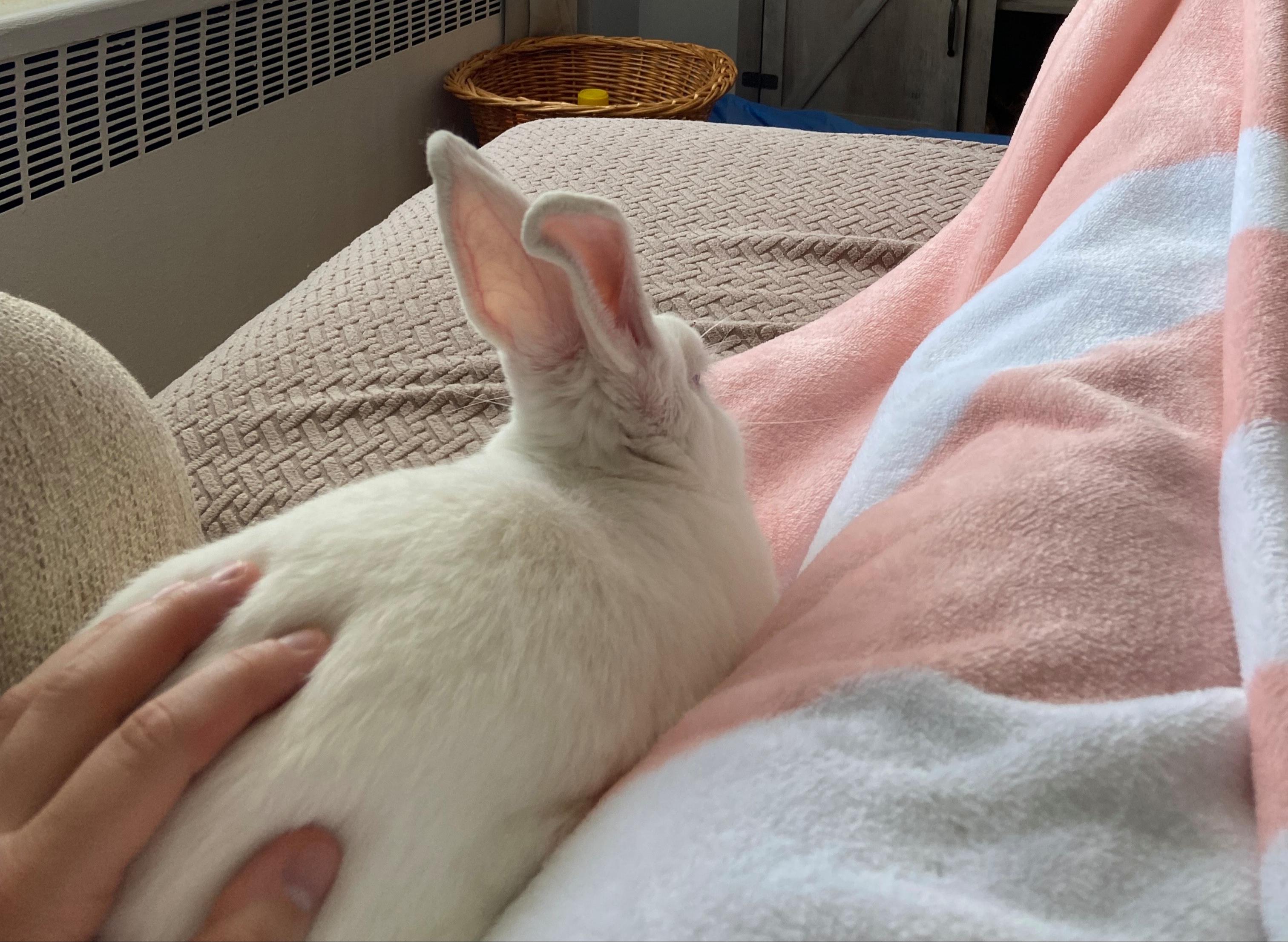 Kirby photo 2
