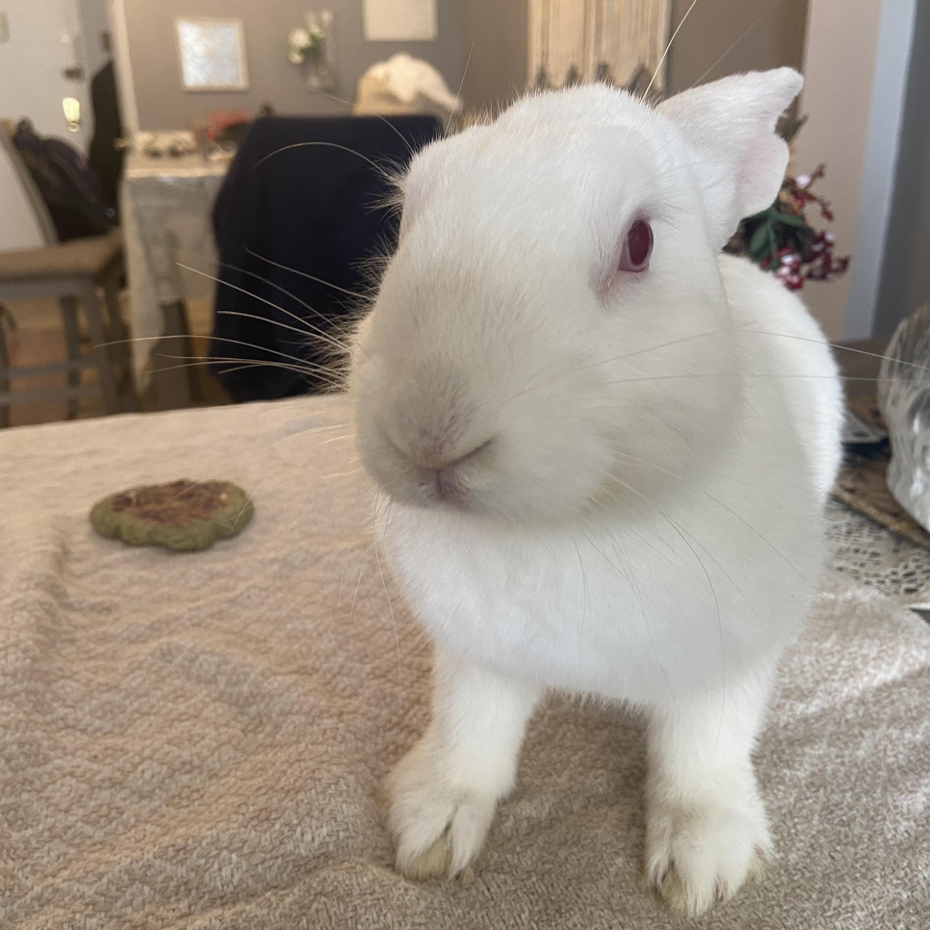Kirby photo 3
