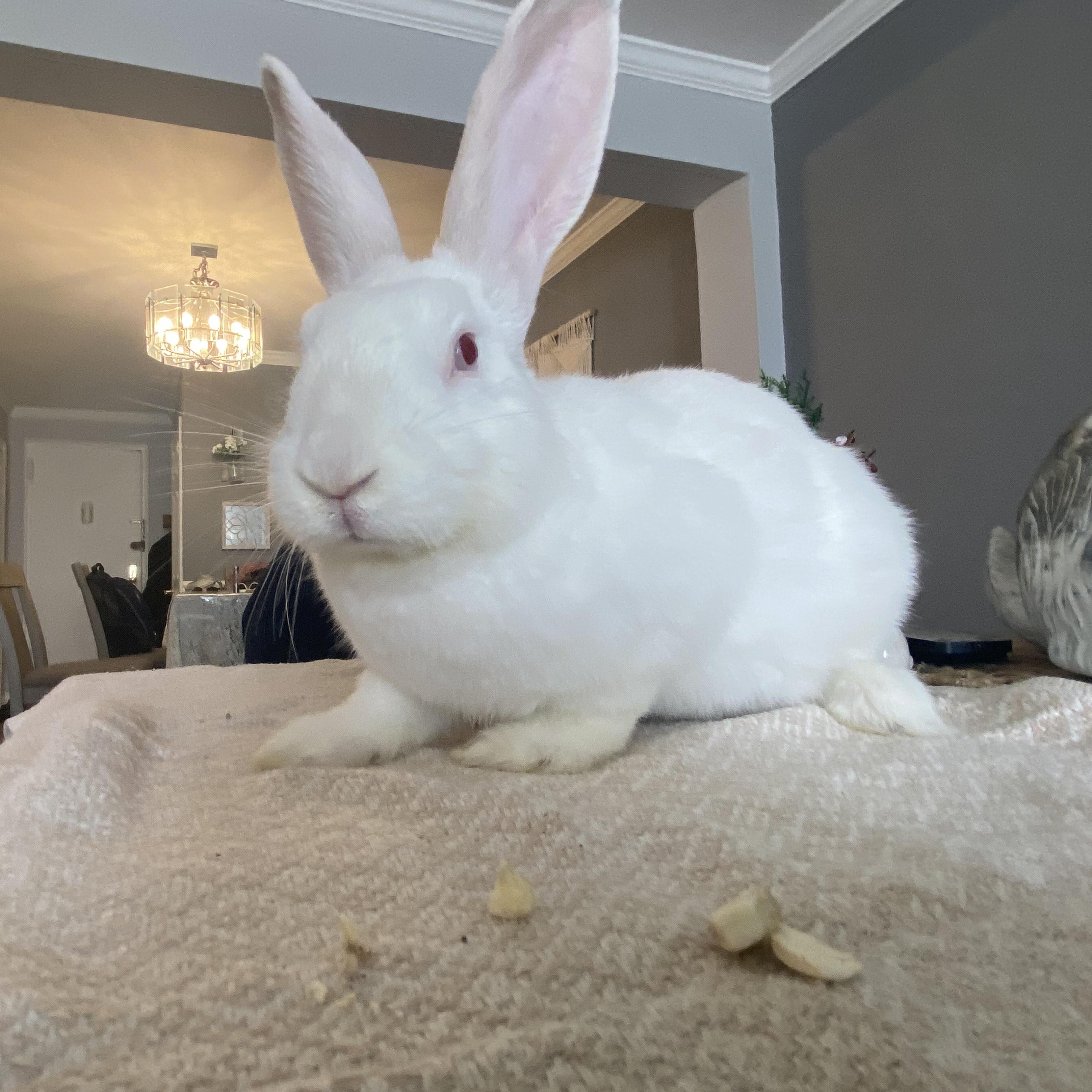 KIRBY ( YOUNG NEUTERED MALE) photo 2