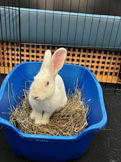 KIRBY ( YOUNG NEUTERED MALE) photo 6