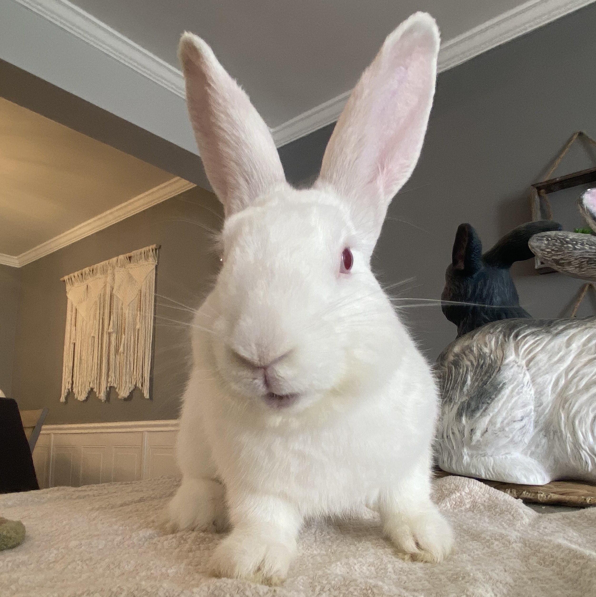 KIRBY ( YOUNG NEUTERED MALE) photo 1
