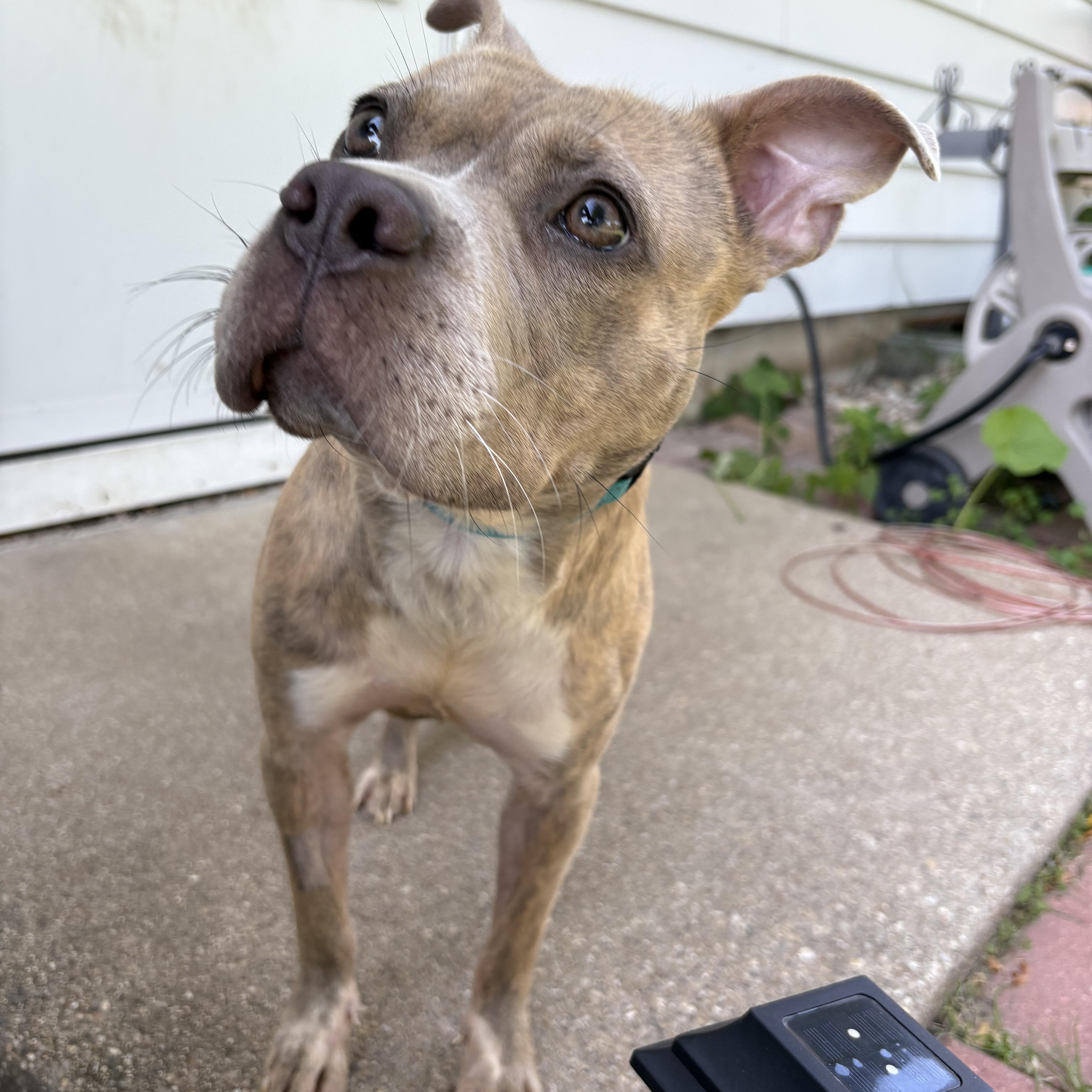 Lucy, a Adoptable mixed breed in Rockford, IL image 2/6