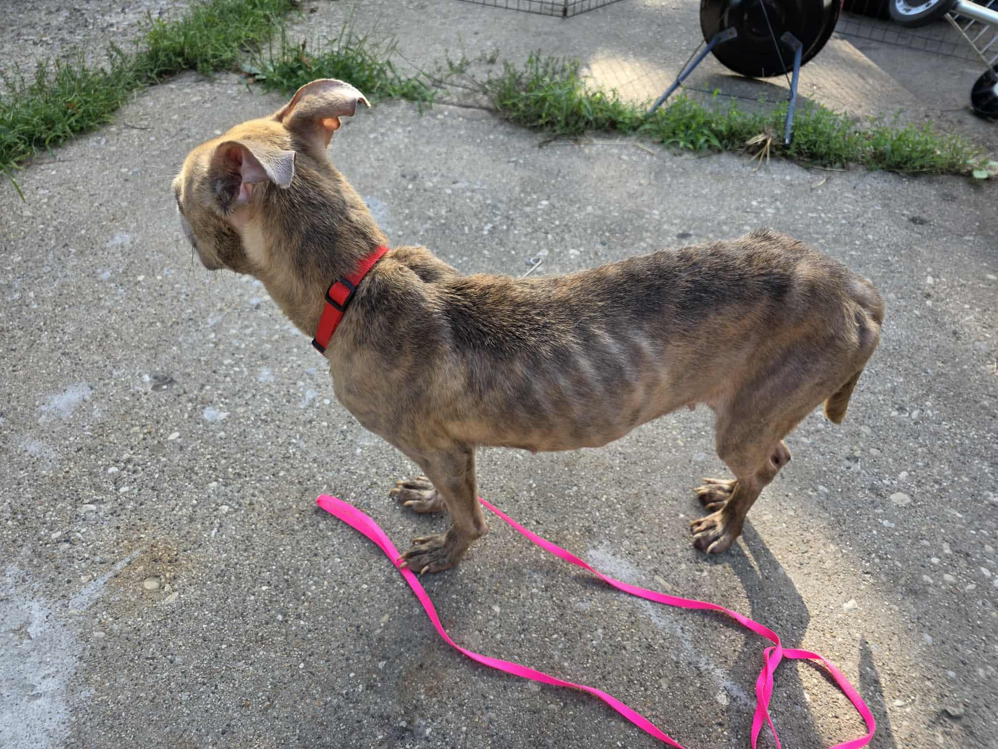 Lucy, a Adoptable mixed breed in Rockford, IL image 3/6