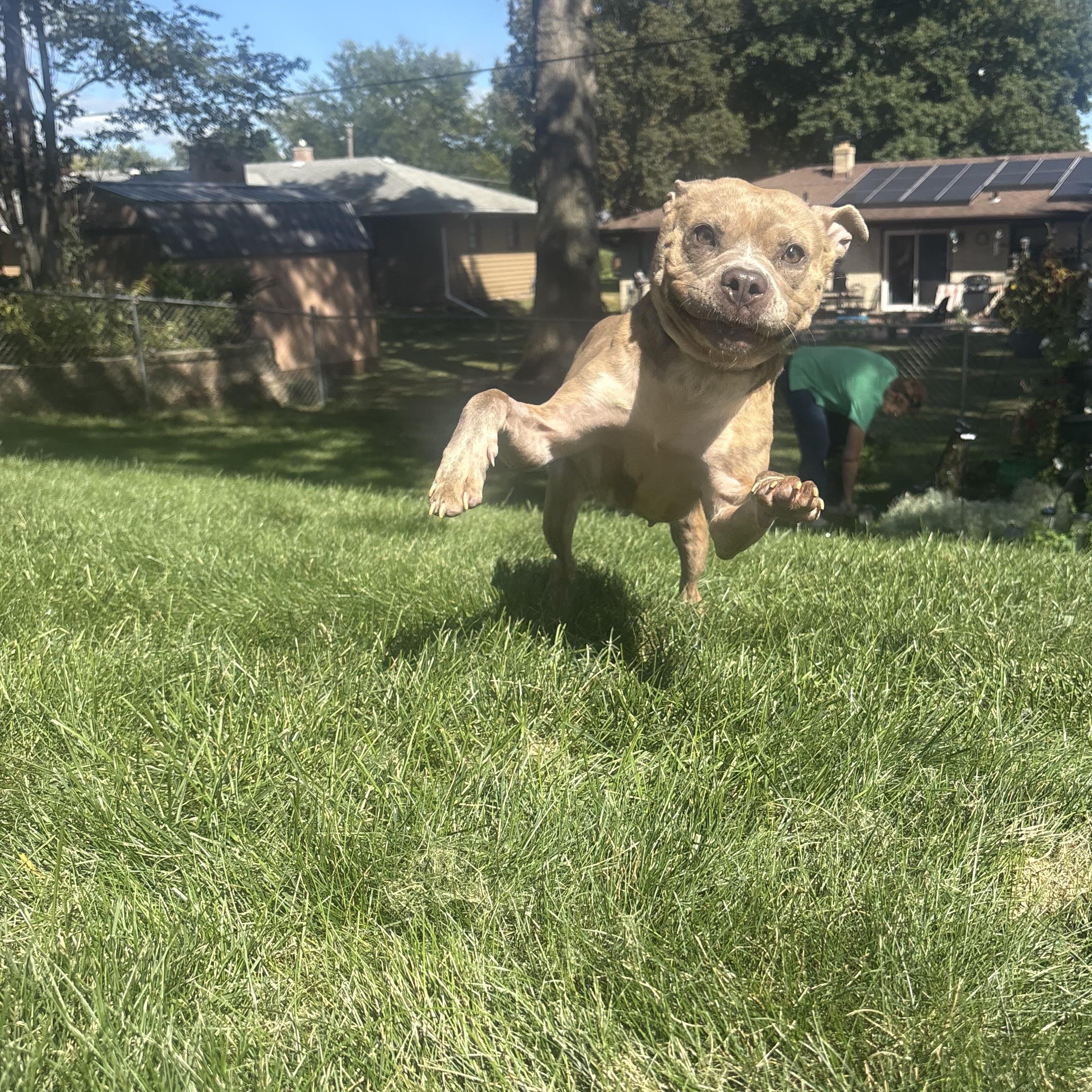 Lucy, a Adoptable mixed breed in Rockford, IL image 4/6