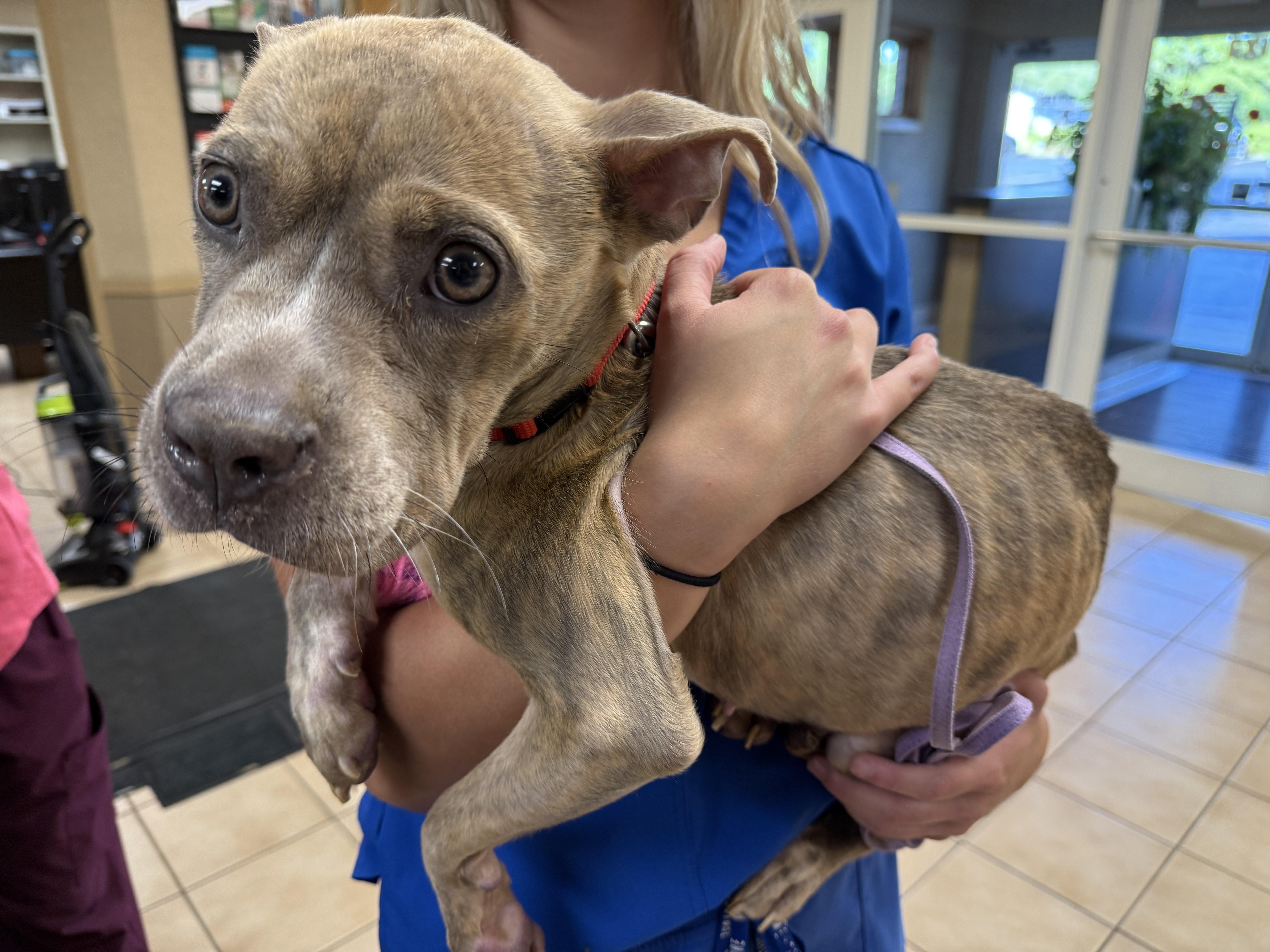 Lucy, a Adoptable mixed breed in Rockford, IL image 5/6