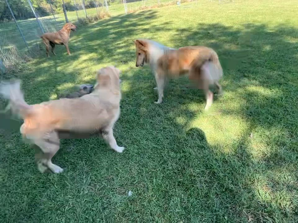 Enlarge Lucy, a Adoptable mixed breed in Rockford, IL video 6/6