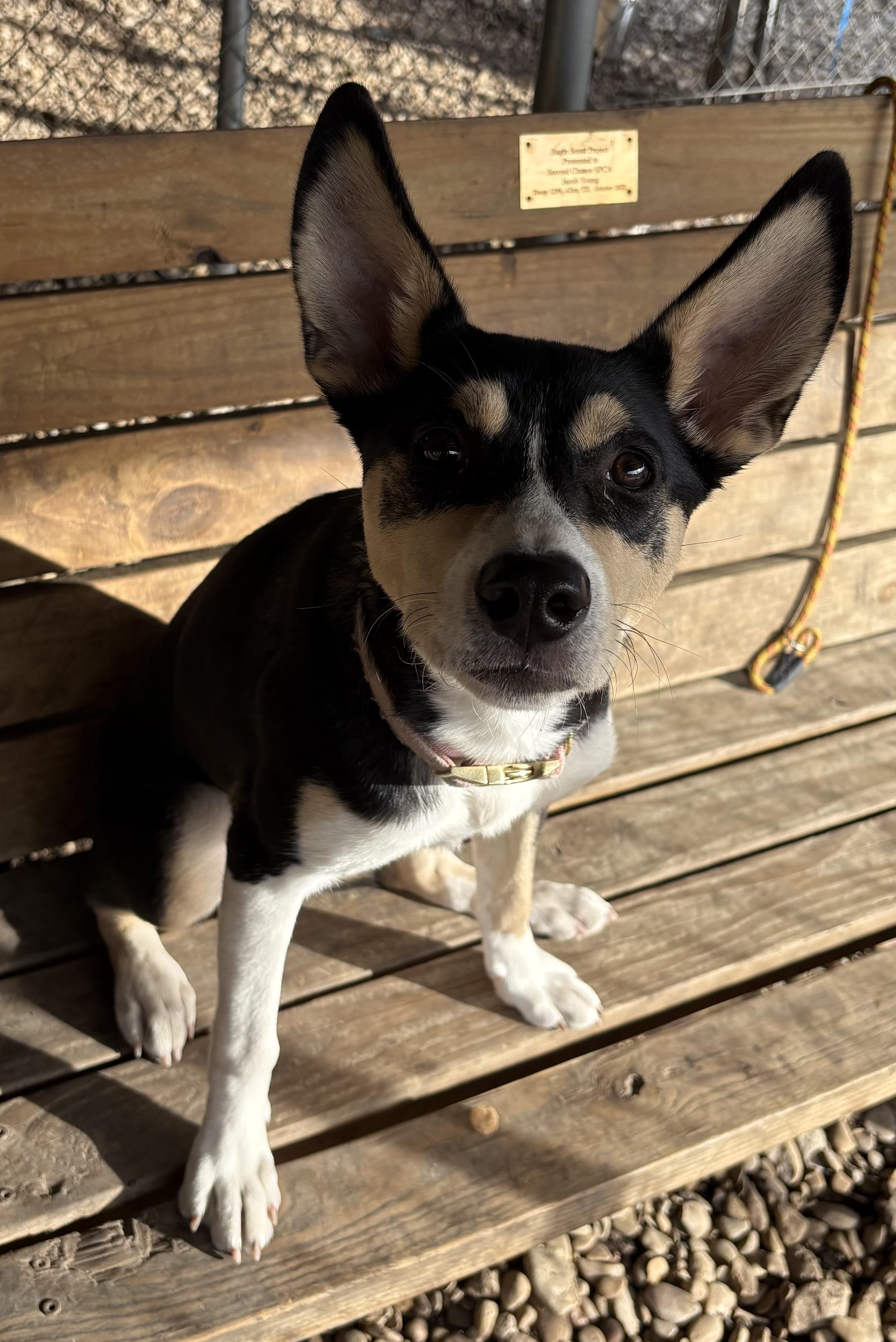Enlarge Dewdrop, a ADOPTABLE Husky in Plano, TX image 3/6