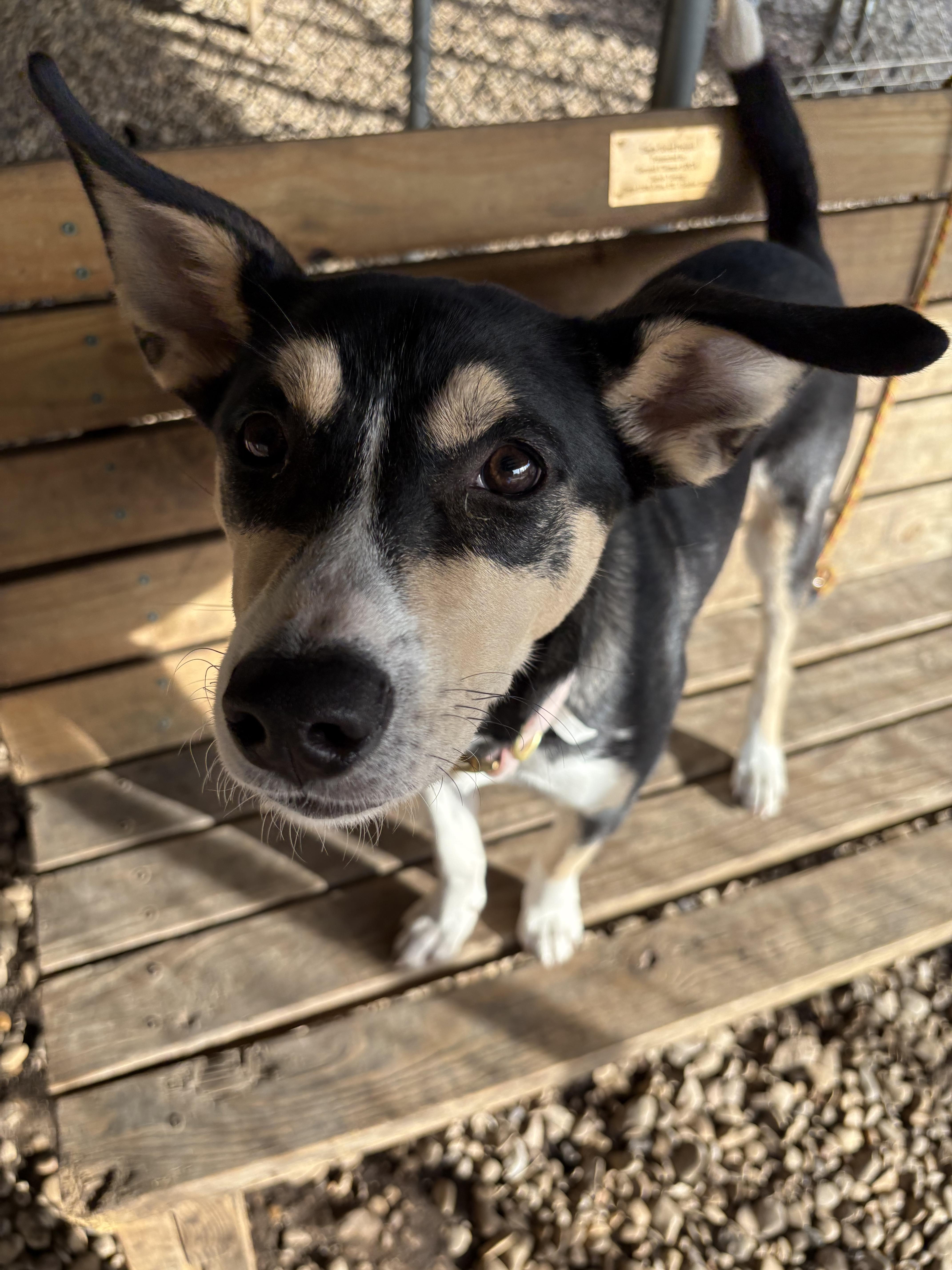 Enlarge Dewdrop, a ADOPTABLE Husky in Plano, TX image 5/6