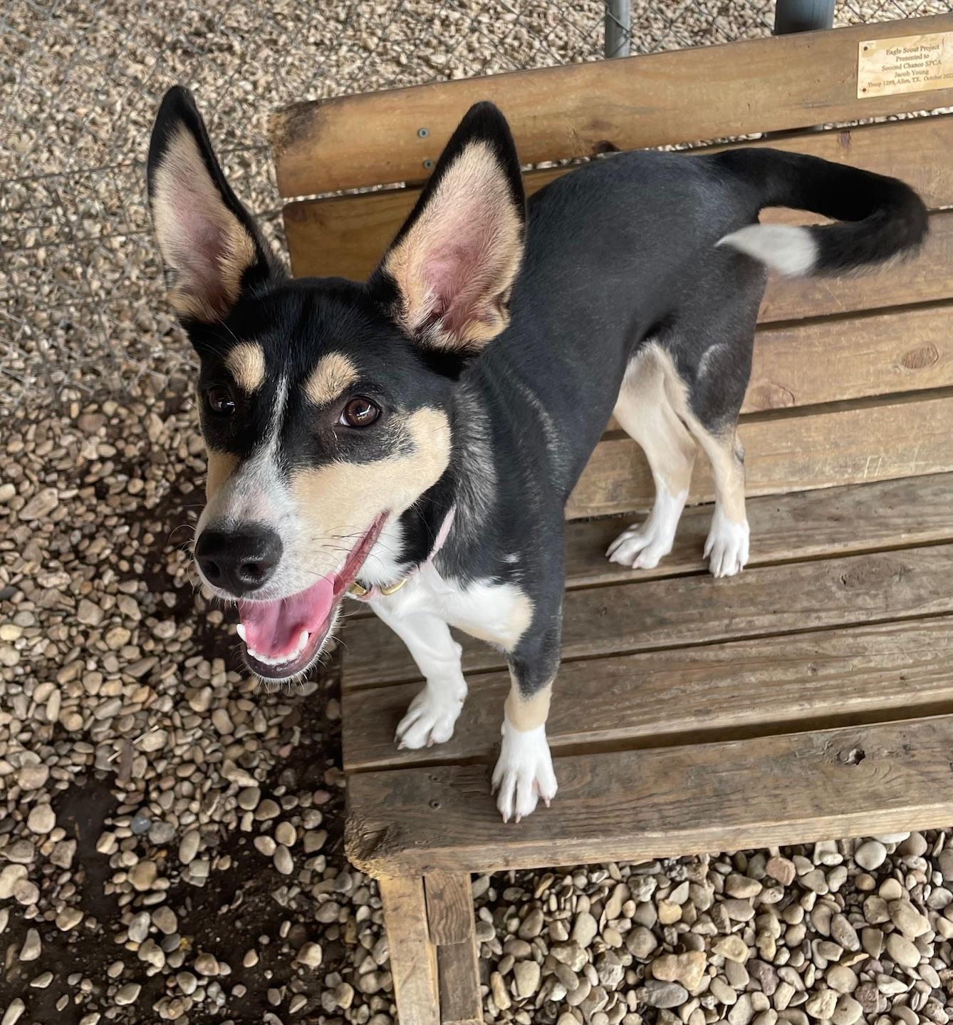 Enlarge Dewdrop, a ADOPTABLE Husky in Plano, TX image 6/6