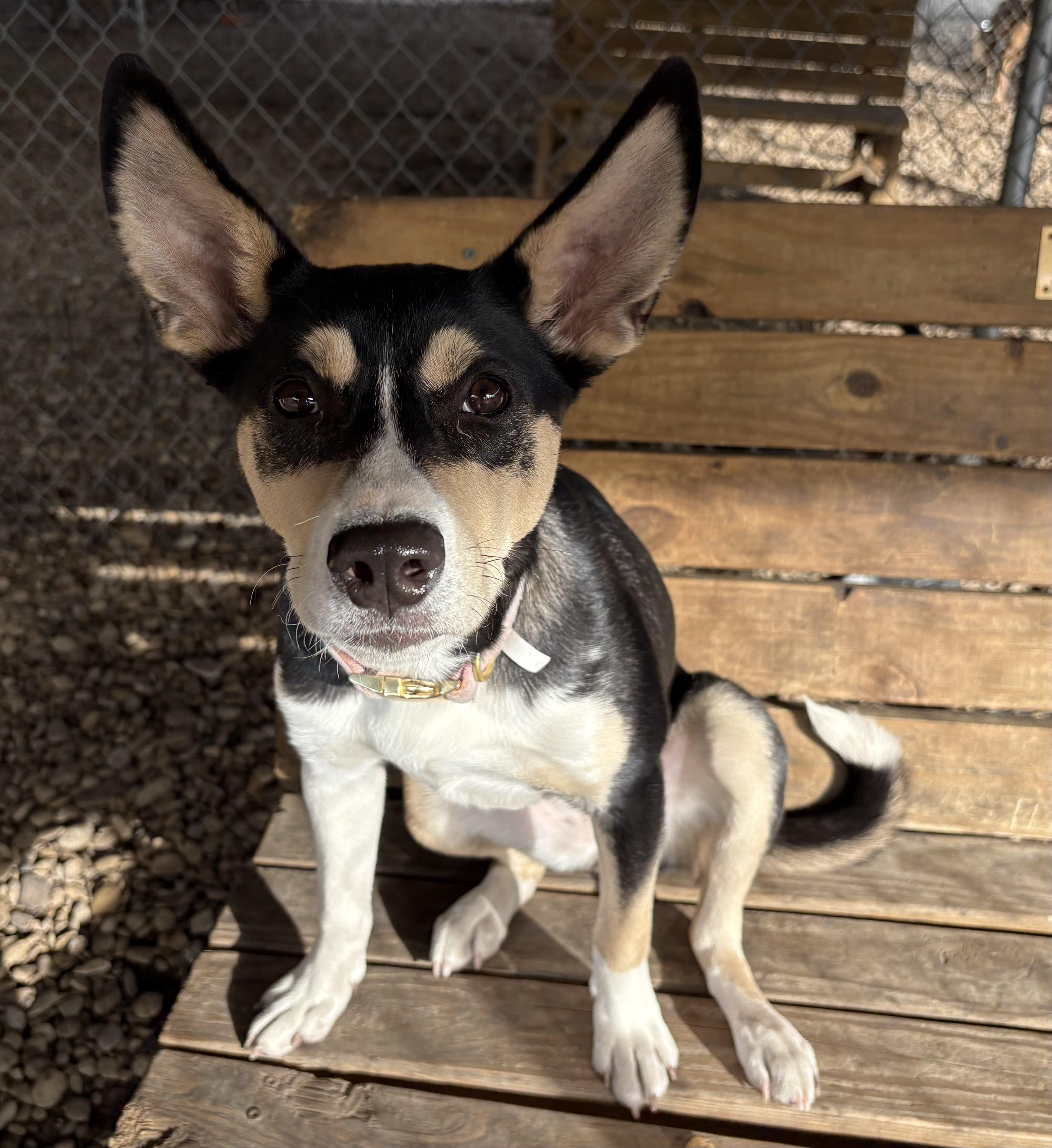 Dewdrop, ADOPTABLE, Young Female Husky.