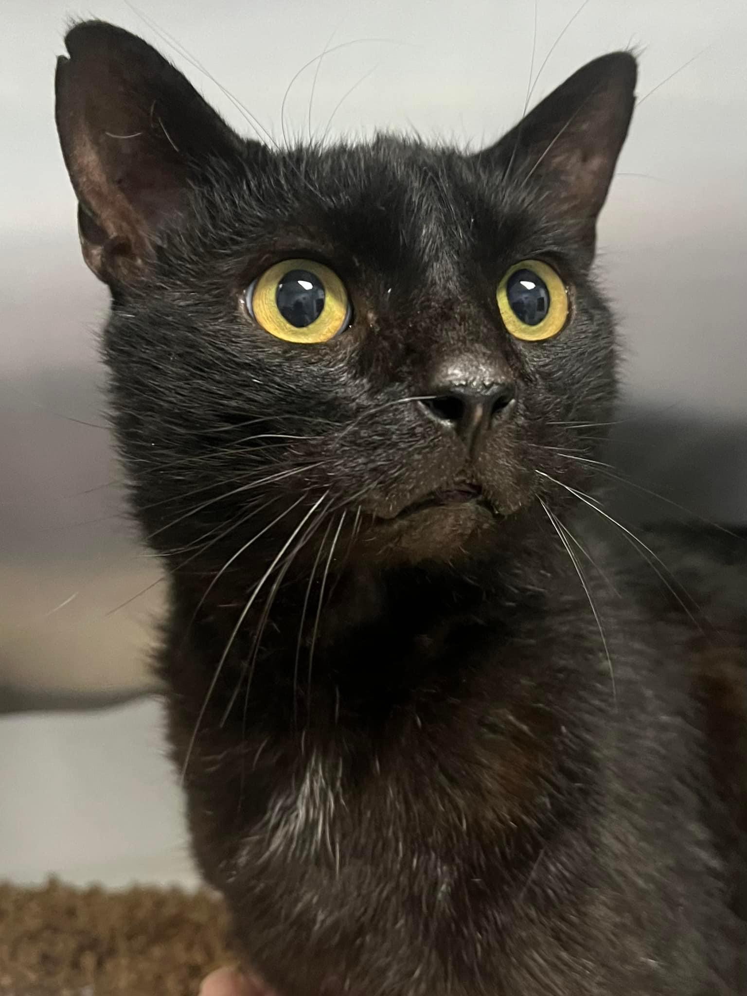 Cat for adoption Frankenstein, a Domestic Short Hair in Johnston, RI