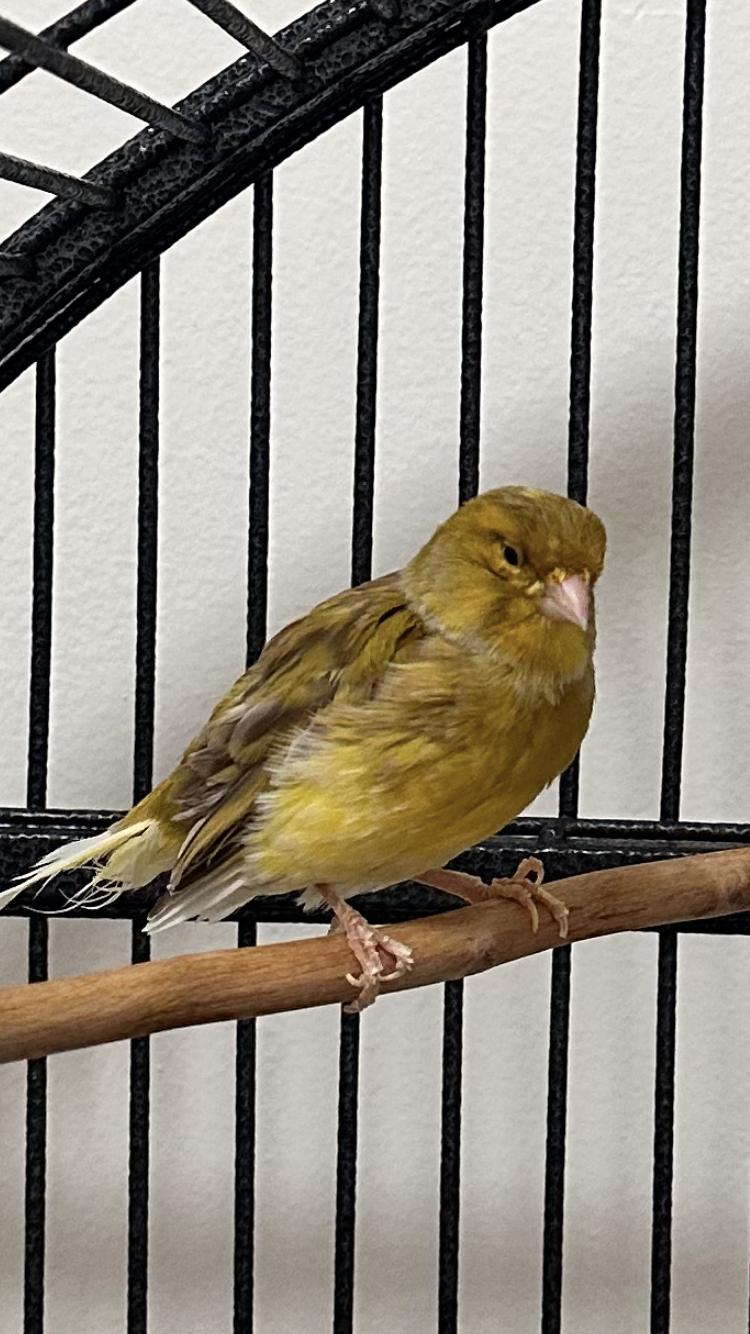 Ollie, Adopted, Senior Male Canary.