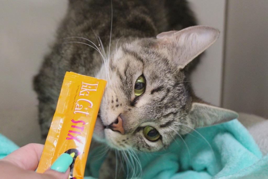 Yumiko, Adoptable, Adult Female Domestic Short Hair.