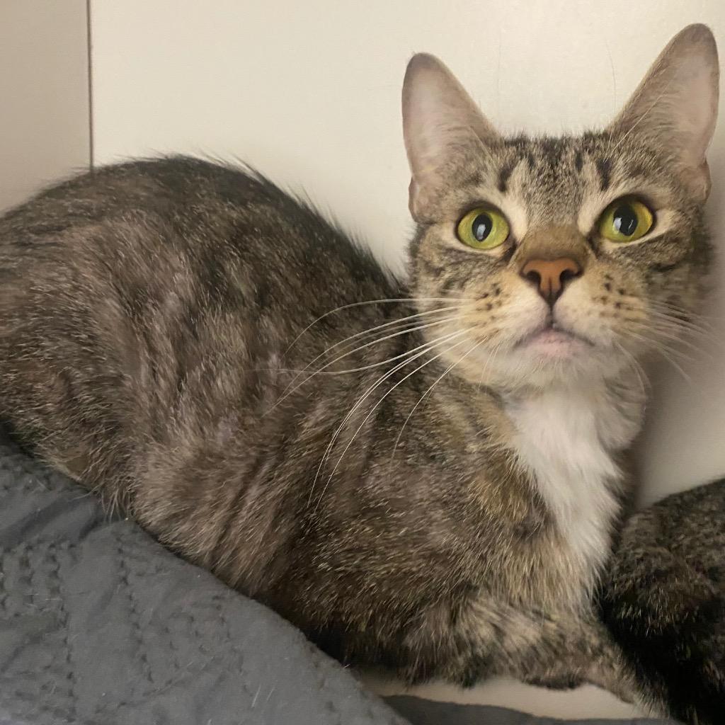 Enlarge Yumiko, a Adoptable mixed breed in Fall River, MA image 2/6