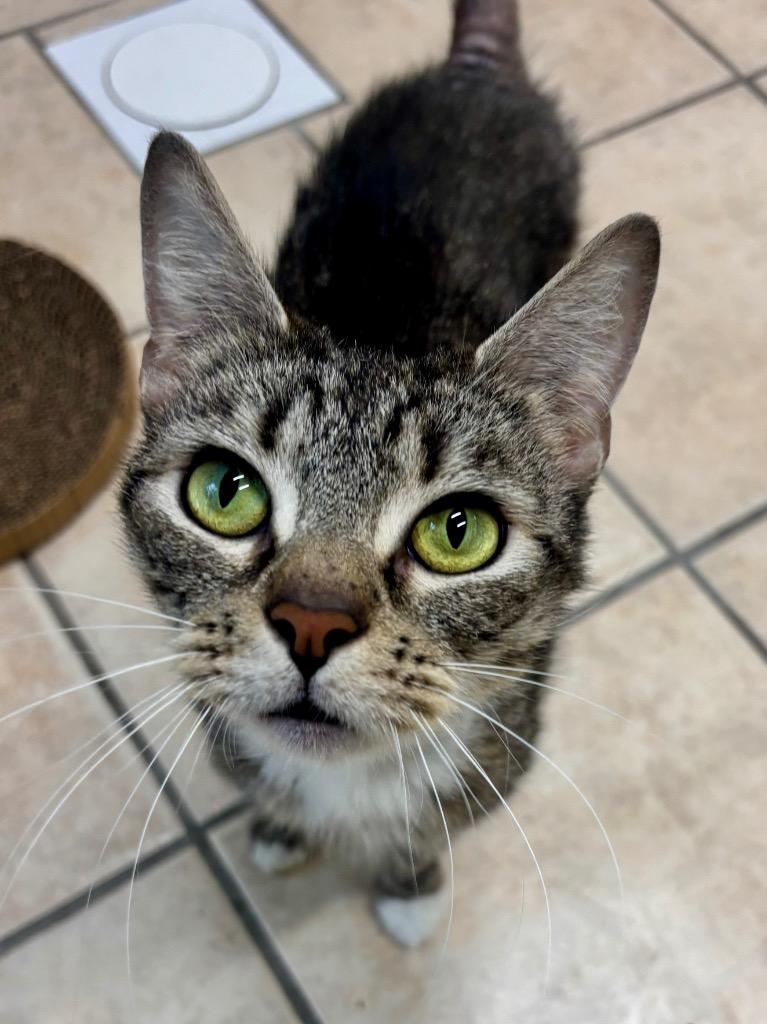 Enlarge Yumiko, a Adoptable mixed breed in Fall River, MA image 3/6