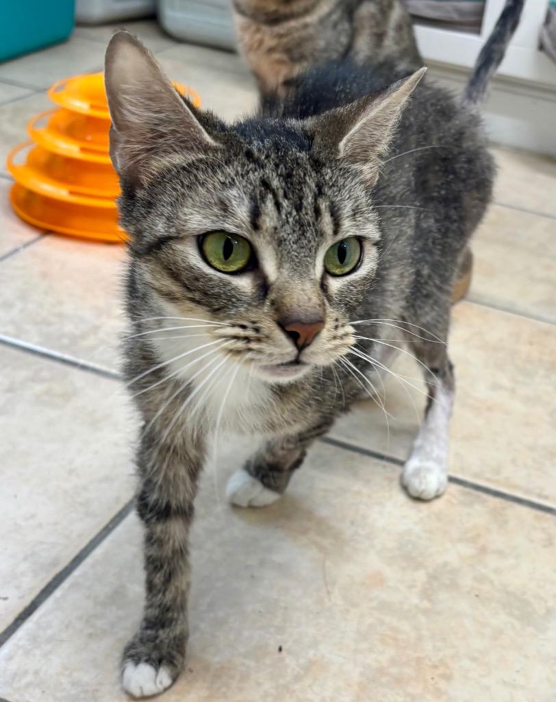 Enlarge Yumiko, a Adoptable mixed breed in Fall River, MA image 4/6