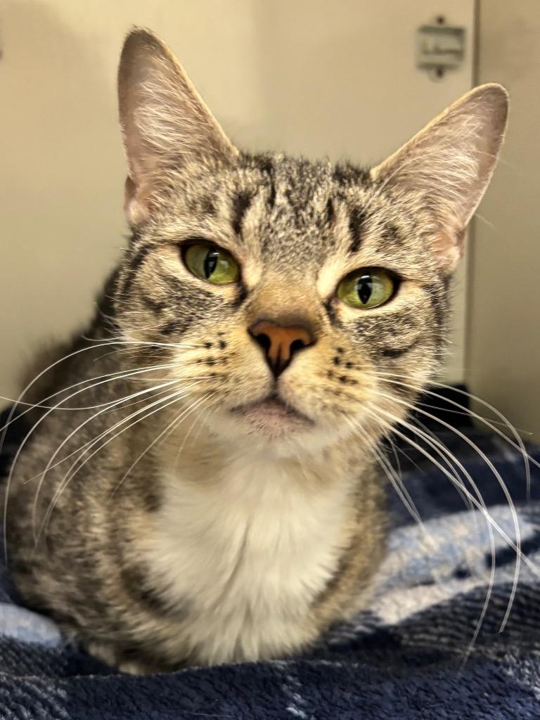 Enlarge Yumiko, a Adoptable mixed breed in Fall River, MA image 5/6