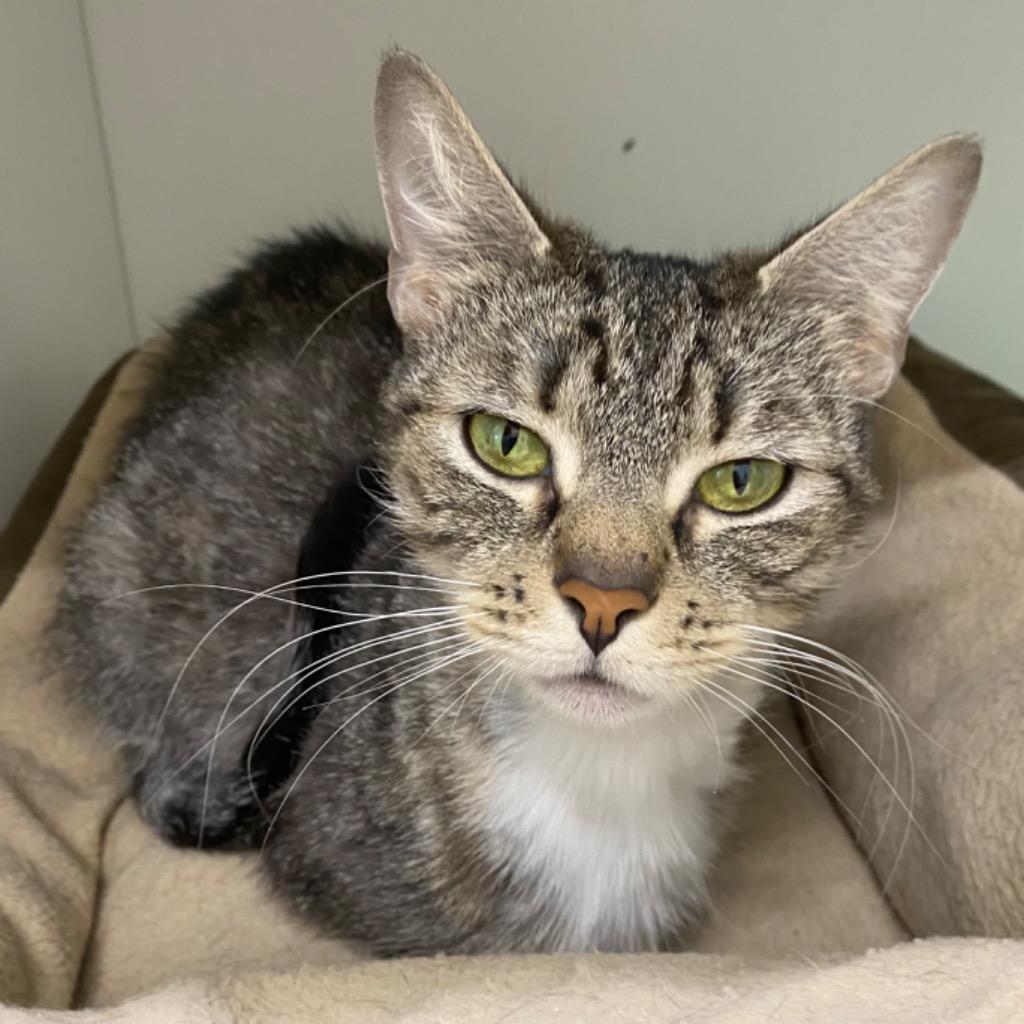 Enlarge Yumiko, a Adoptable mixed breed in Fall River, MA image 6/6