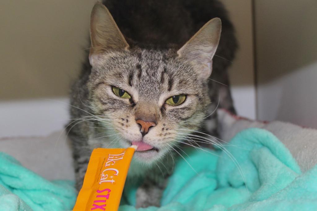 Yumiko, a Adoptable mixed breed in Fall River, MA image 5/6