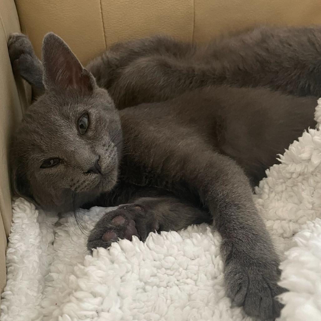 Dash, Adoptable, Kitten Male Domestic Short Hair & Russian Blue.