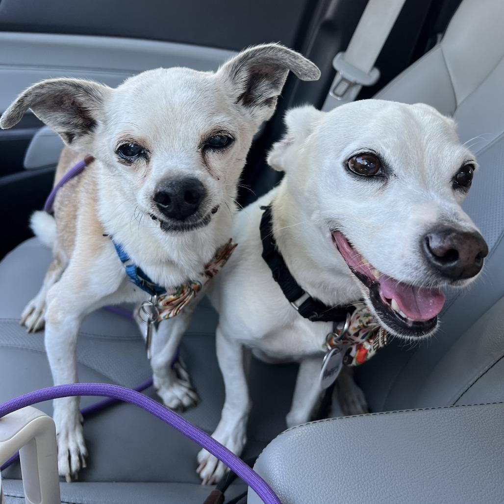 Prince, Adoptable, Senior Male Chihuahua.