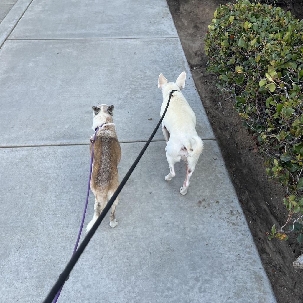 Enlarge Prince, a Adoptable Chihuahua in Silver Spring, MD image 2/6