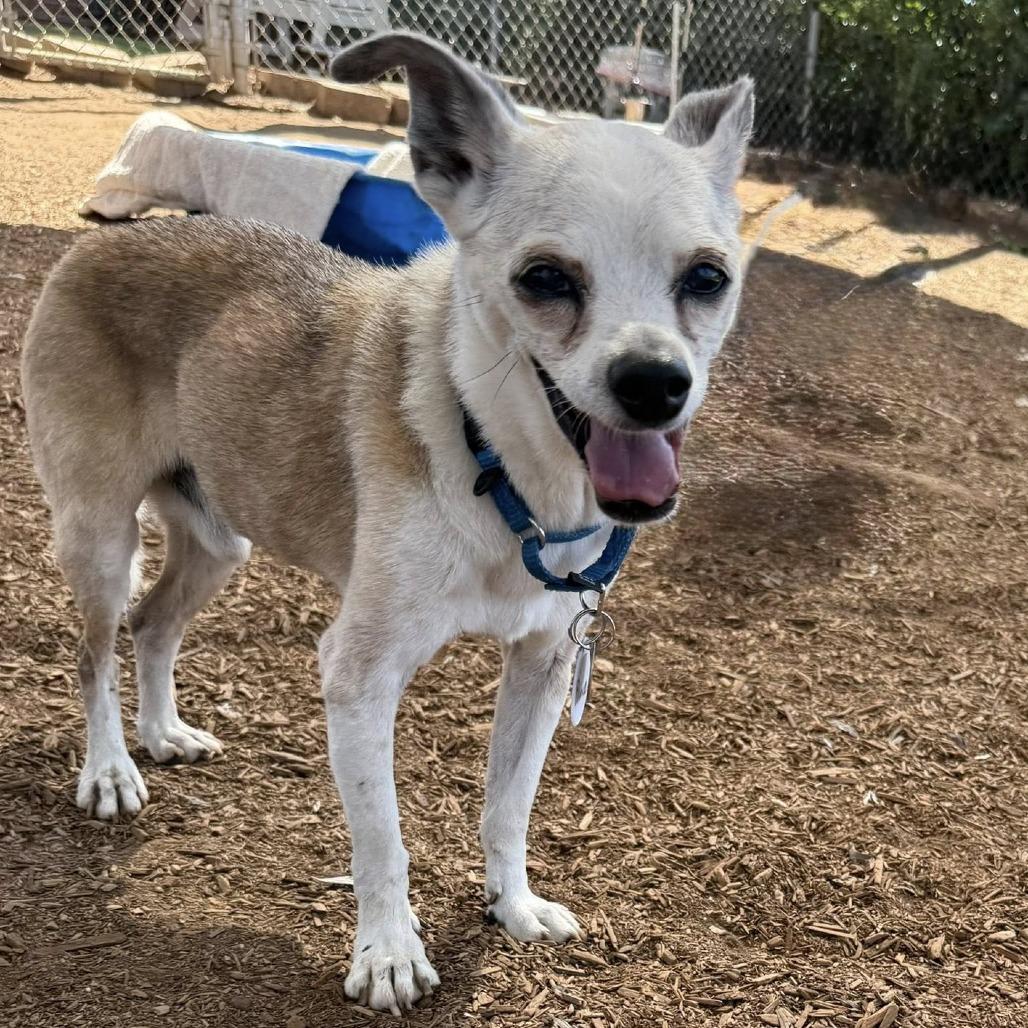 Enlarge Prince, a Adoptable Chihuahua in Silver Spring, MD image 3/6