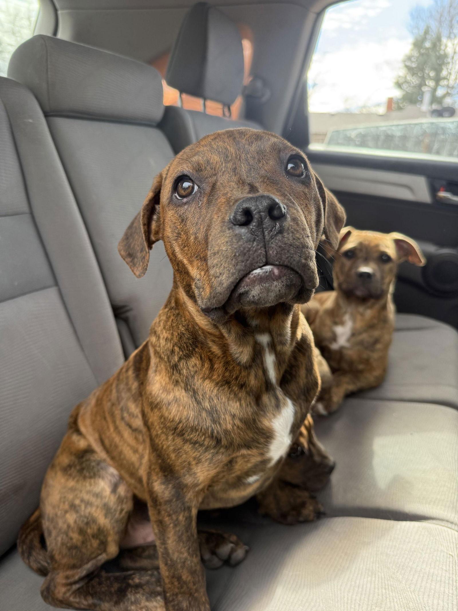 Daffy Duck — thumbnail 2