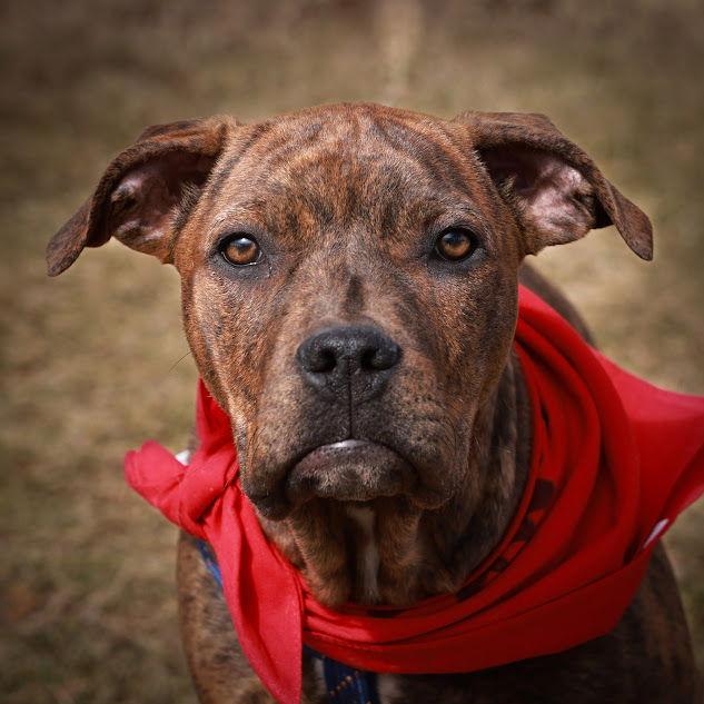 Daffy Duck — thumbnail 3