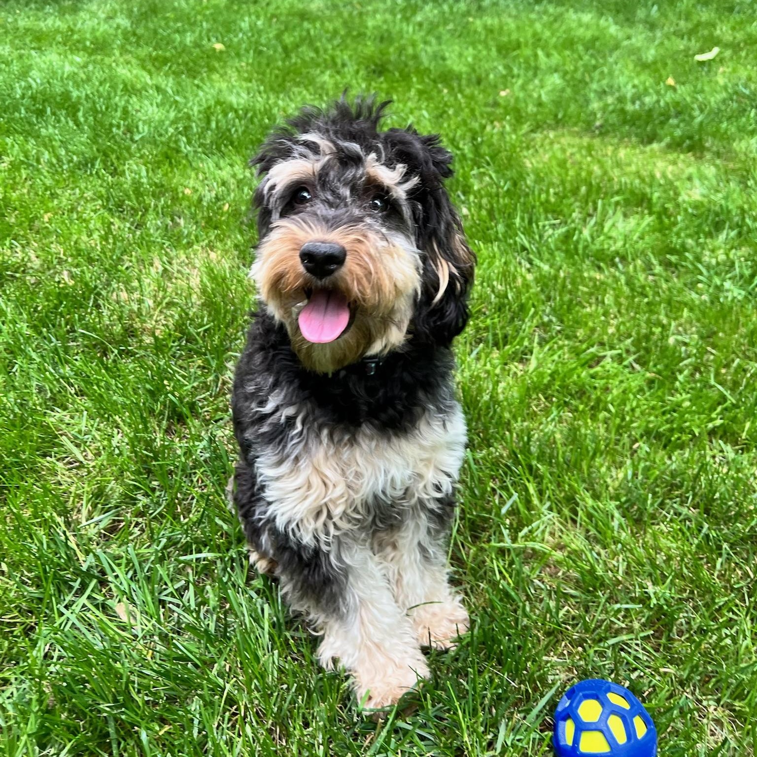SOPHIE-VIRGINIA, a Adoptable Goldendoodle in Reston, VA image 3/6