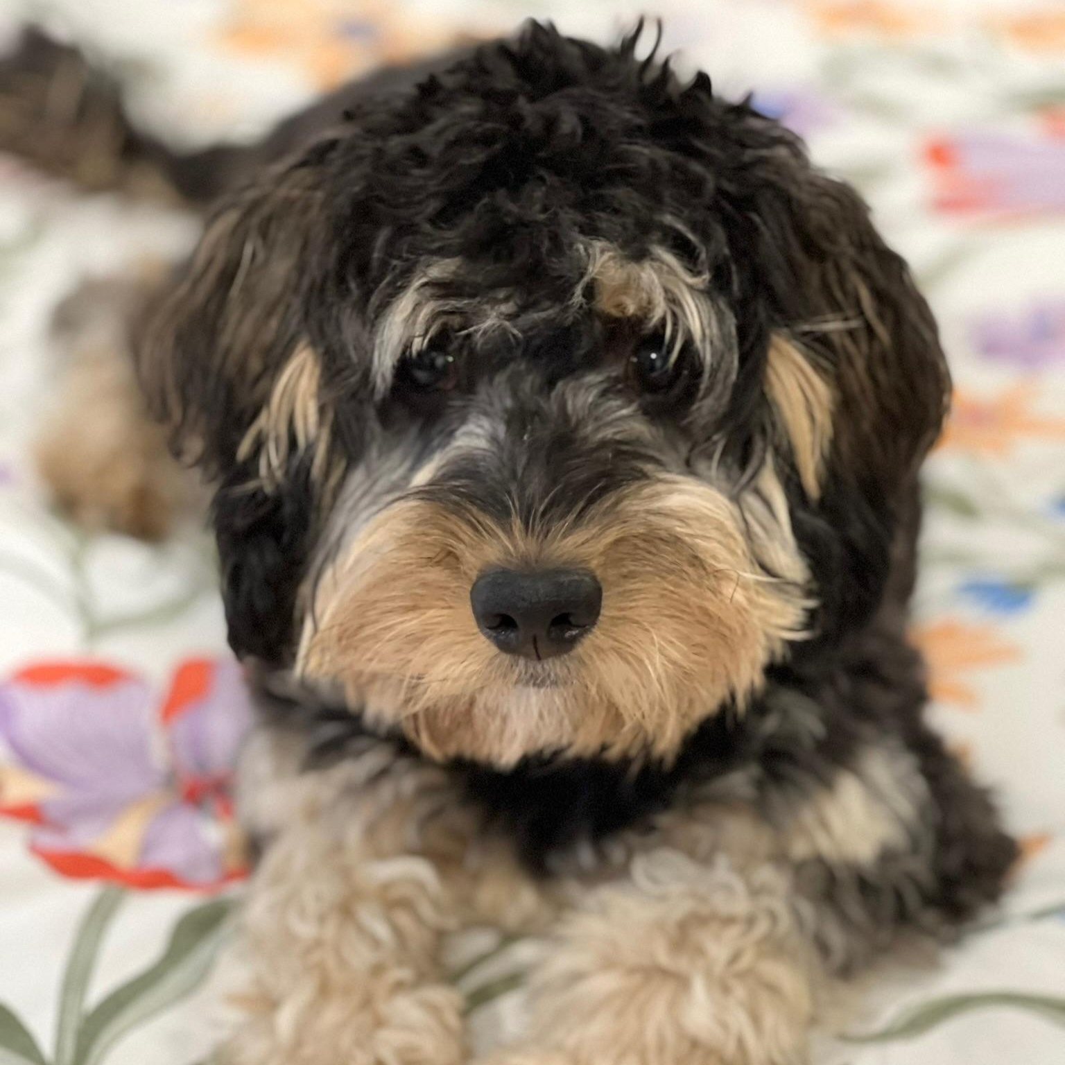 SOPHIE-VIRGINIA, a Adoptable Goldendoodle in Reston, VA image 1/6