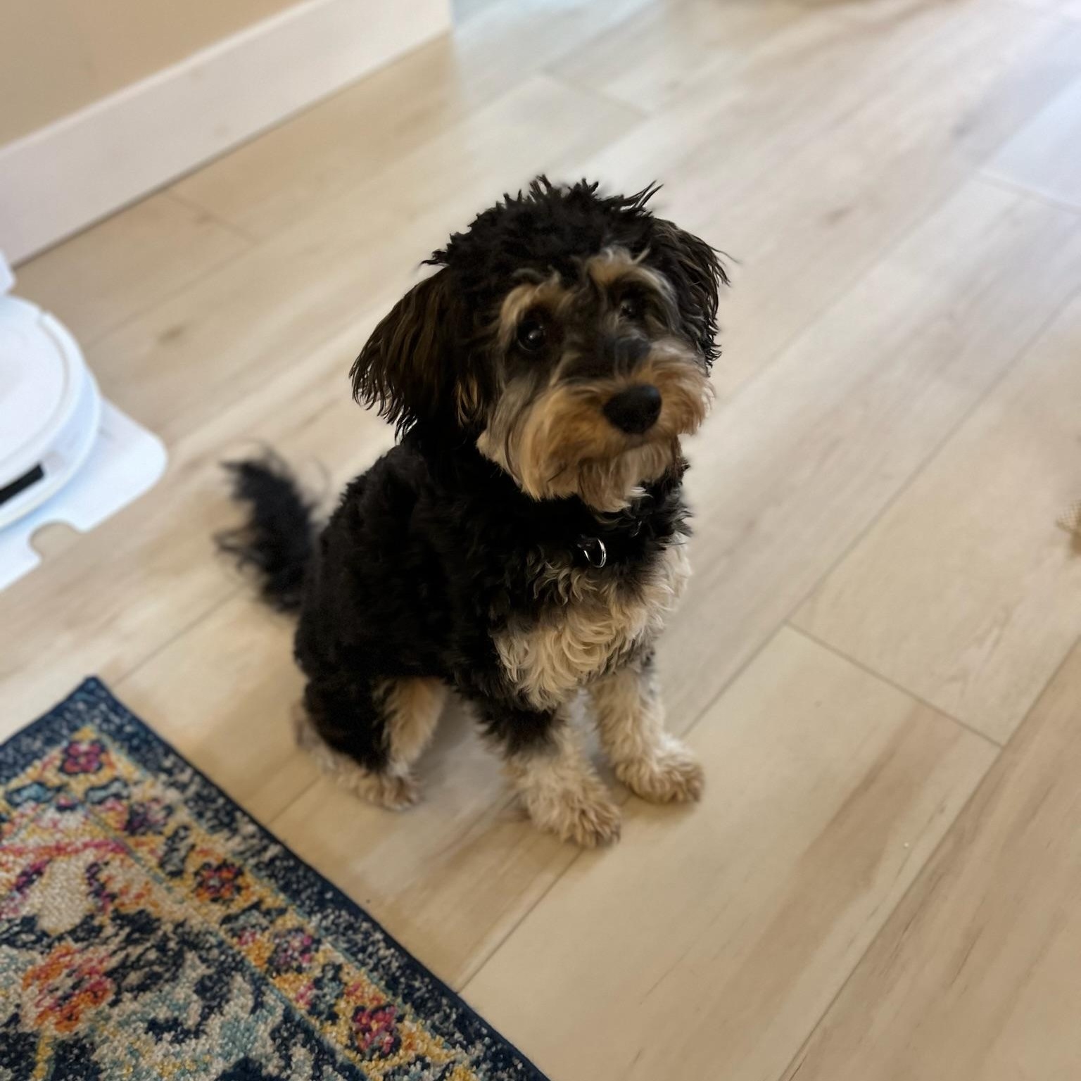 SOPHIE-VIRGINIA, a Adoptable Goldendoodle in Reston, VA image 4/6