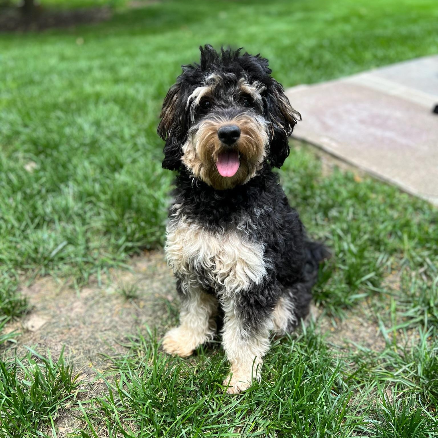 SOPHIE-VIRGINIA, a Adoptable Goldendoodle in Reston, VA image 2/6