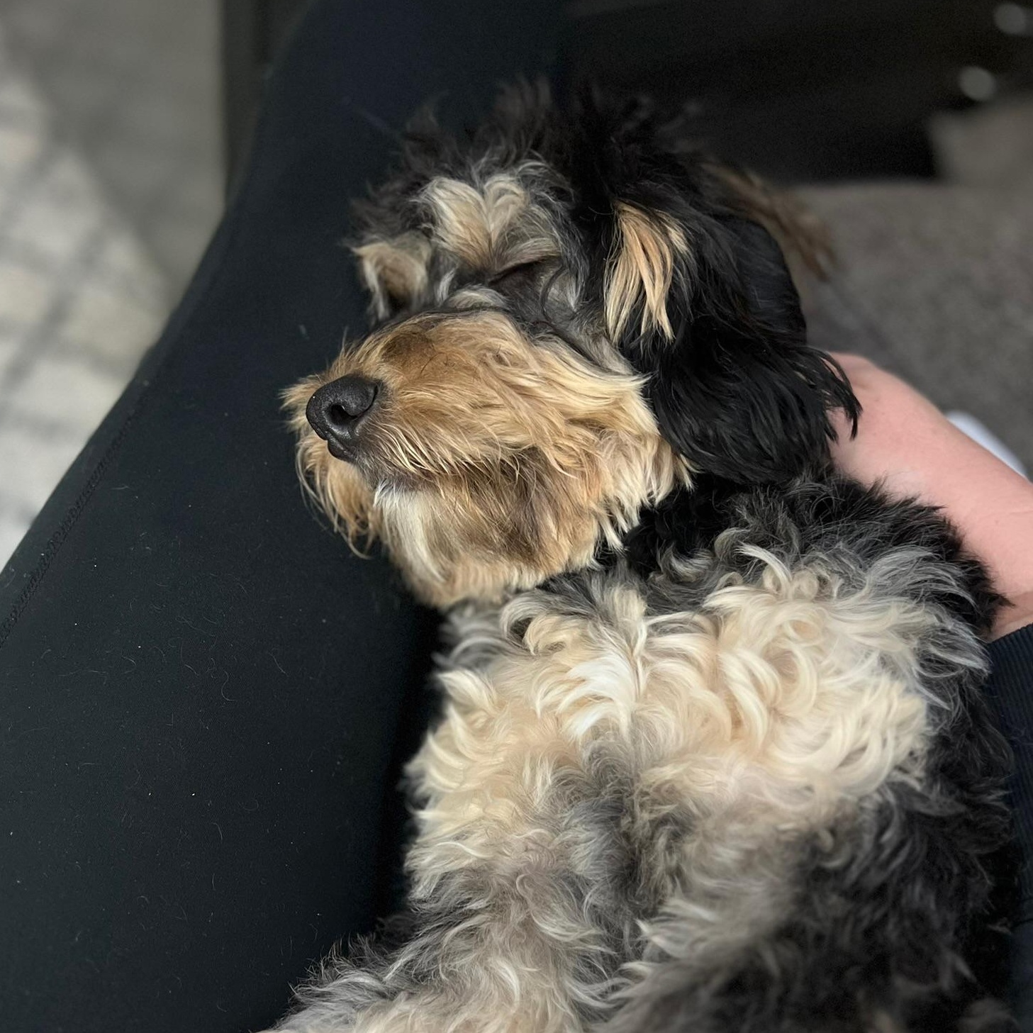 SOPHIE-VIRGINIA, a Adoptable Goldendoodle in Reston, VA image 5/6