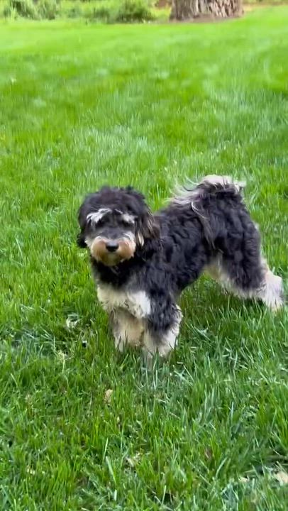 Enlarge SOPHIE-VIRGINIA, a Adoptable Goldendoodle in Reston, VA video 6/6