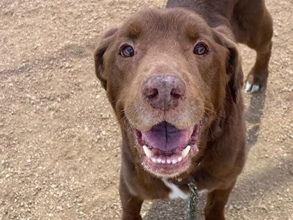 Bodhi, Senior Male Mixed Breed