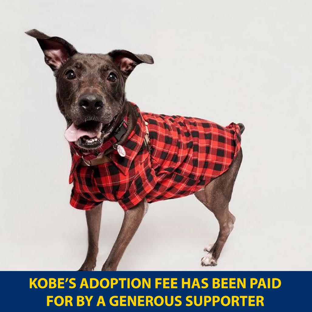 Enlarge Kobe, a Adoptable mixed breed in New York, NY image 3/6