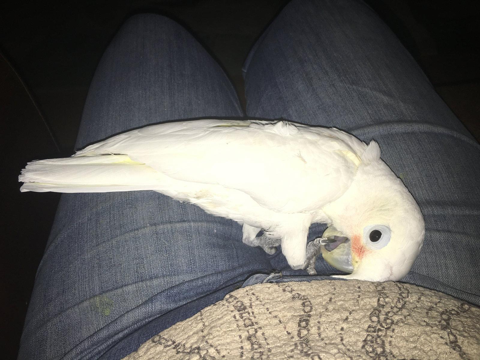 Lucy, Adoptable, Adult Female Cockatoo.