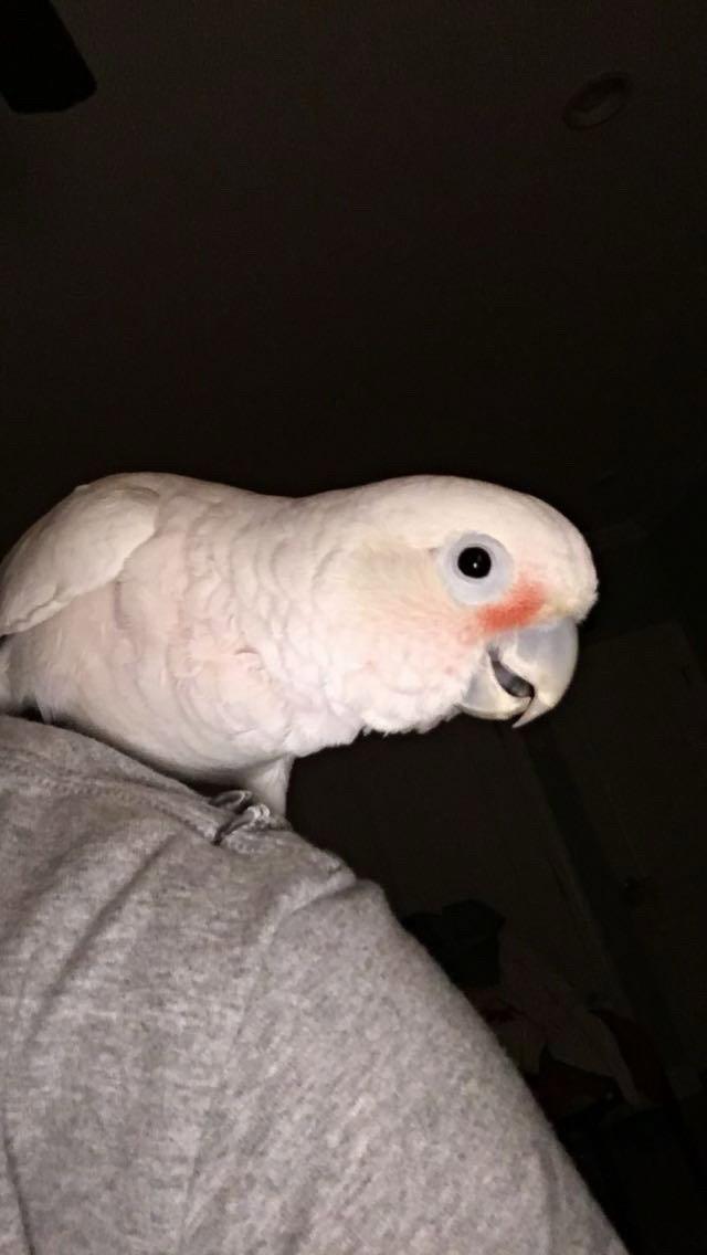 Enlarge Lucy, a Adoptable Cockatoo in Belford, NJ image 2/3
