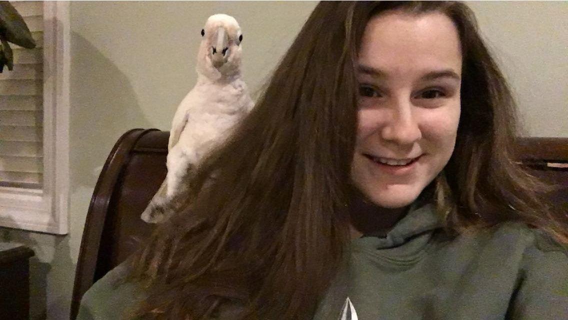 Enlarge Lucy, a Adoptable Cockatoo in Belford, NJ image 3/3