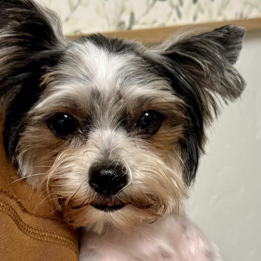 Enlarge Arriba Miller, a Adoptable Yorkshire Terrier image 1/1