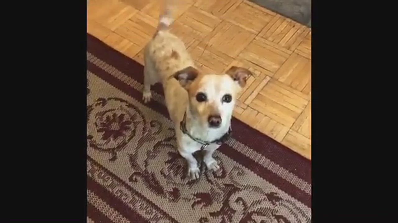 Enlarge Mimi, a Adopted Chihuahua in Forest Falls, CA video 6/11