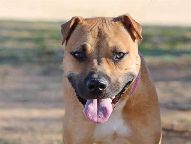 LINGUINI — thumbnail 2