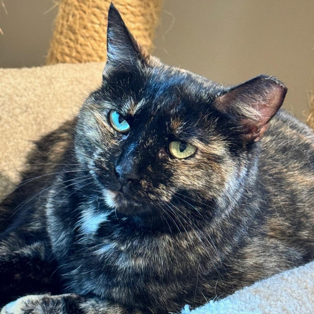 Faline — thumbnail 2