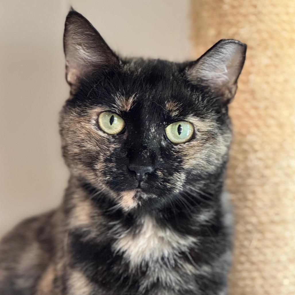 Faline — thumbnail 3