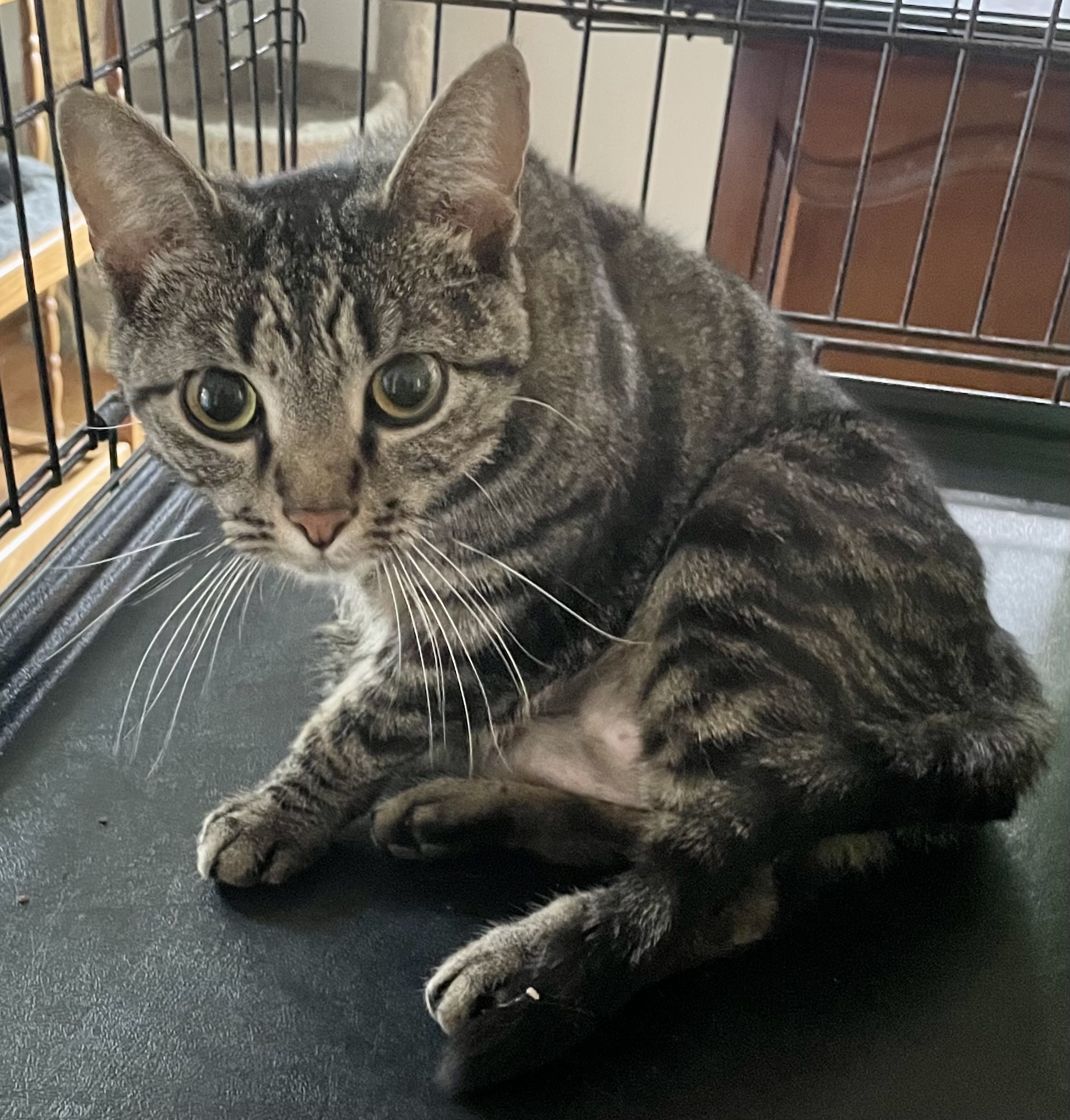 Parker, a Adoptable mixed breed in Red Bank, NJ image 1/2