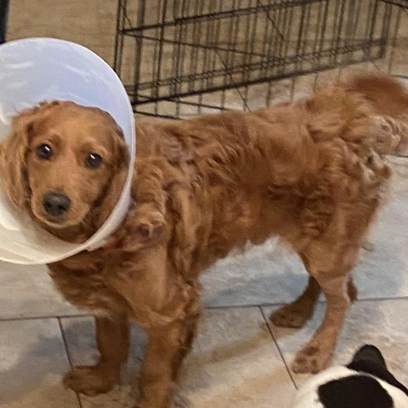 Jack, Adopted, Adult Male Cocker Spaniel & Dachshund (Long Haired).