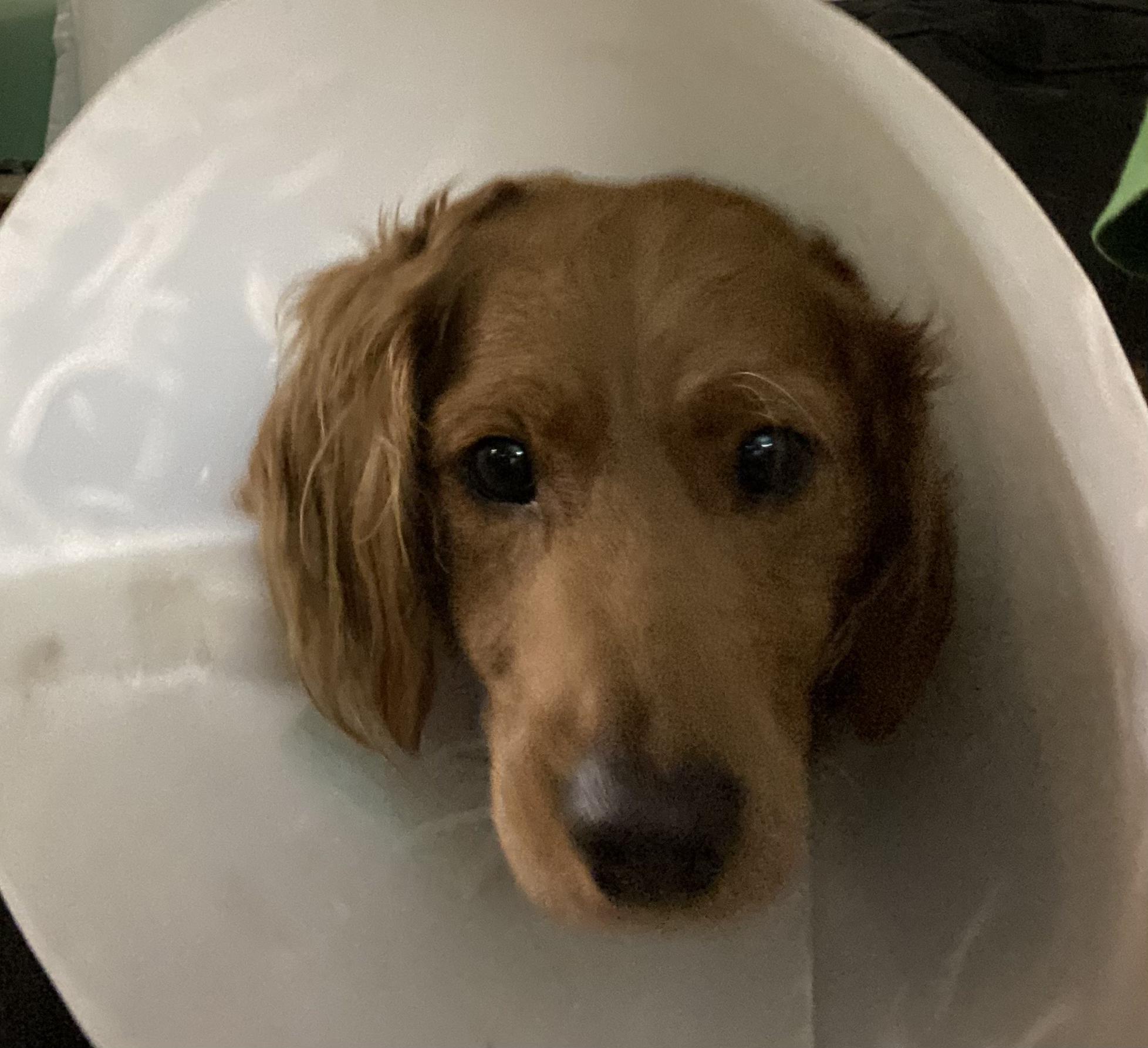 Jack, a Adopted mixed breed in McHenry, IL image 2/4